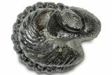 Wide Enrolled Austerops Trilobite - Morocco #310753-1